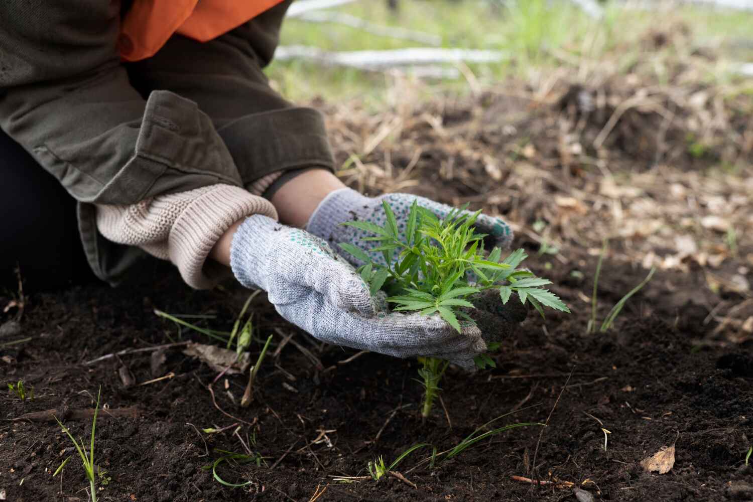 Best Tree Removal Near Me  in USA